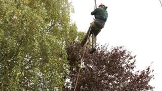 bomen kappen 